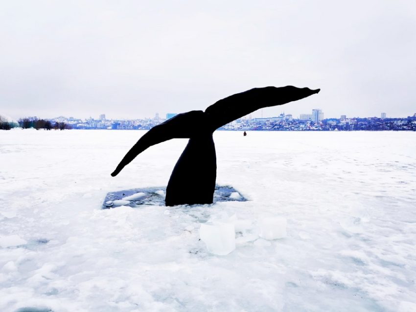 Об истории появления гигантского хвоста кита на Воронежском водохранилище рассказали вололазы