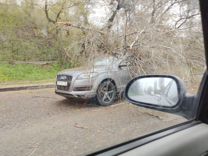 Дерево рухнуло на Audi посреди проезжей части в Воронеже