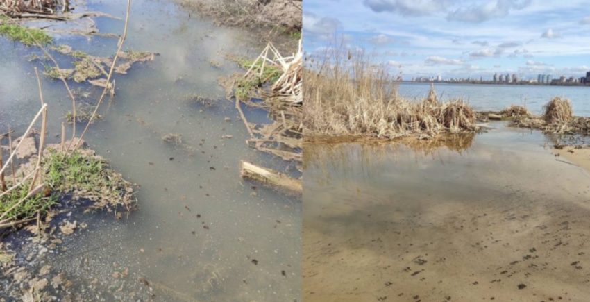 Экологи проверят место массовой гибели птиц у водохранилища в Воронеже