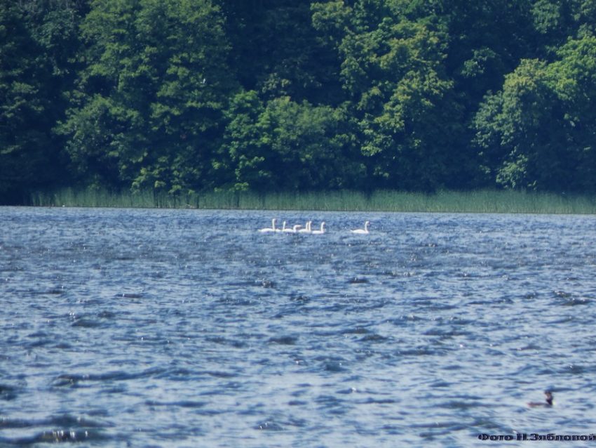 Стаю лебедей заметили на Воронежском водохранилище