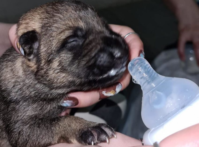 Для одного из восьми выброшенных в Воронеже щенков нашли дом