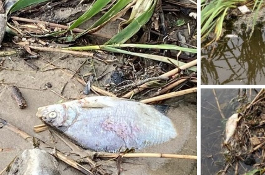 На берегу Воронежского водохранилища заметили мертвую рыбу
