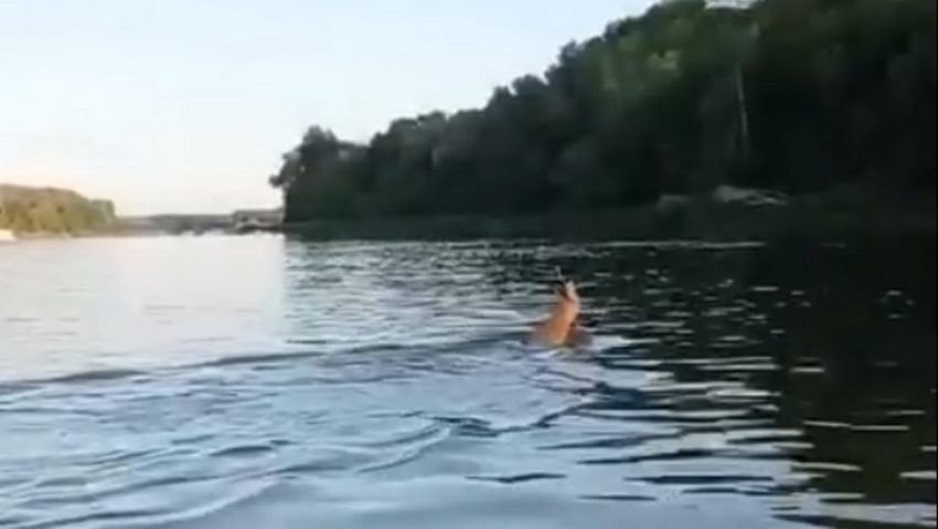 Косуля, переплывающая Дон, попала на видео в Воронежской области