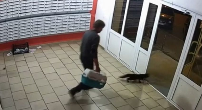 15 котов выбросил на улицу мужчина в воронежском ЖК