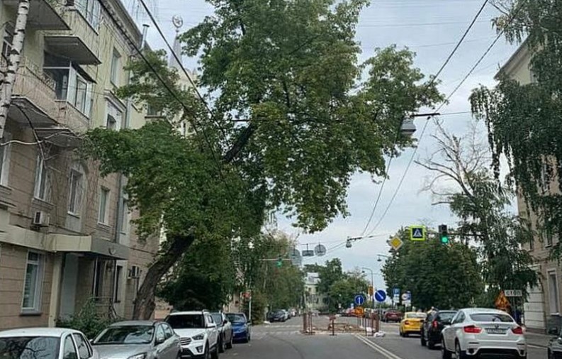 1 сентября в центре Воронежа перекроют движение, чтобы вырубить опасный клен