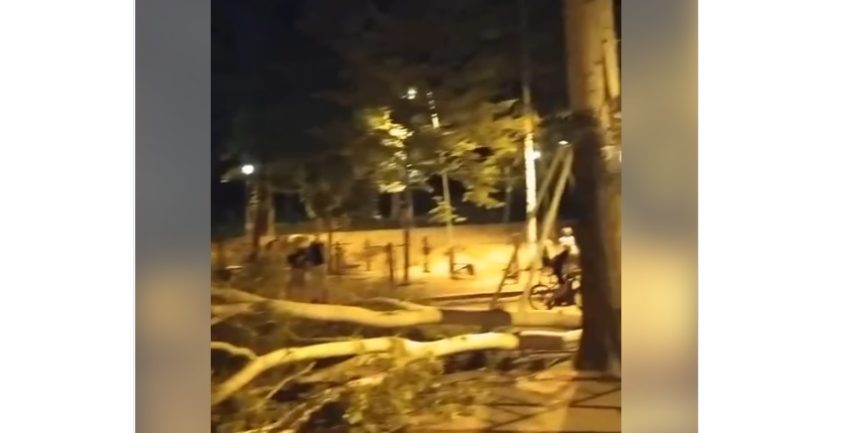 В Центральном парке Воронежа на детскую площадку упало дерево