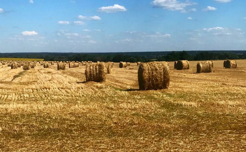 6,3 млн тонн урожая зерновых ожидают воронежские аграрии