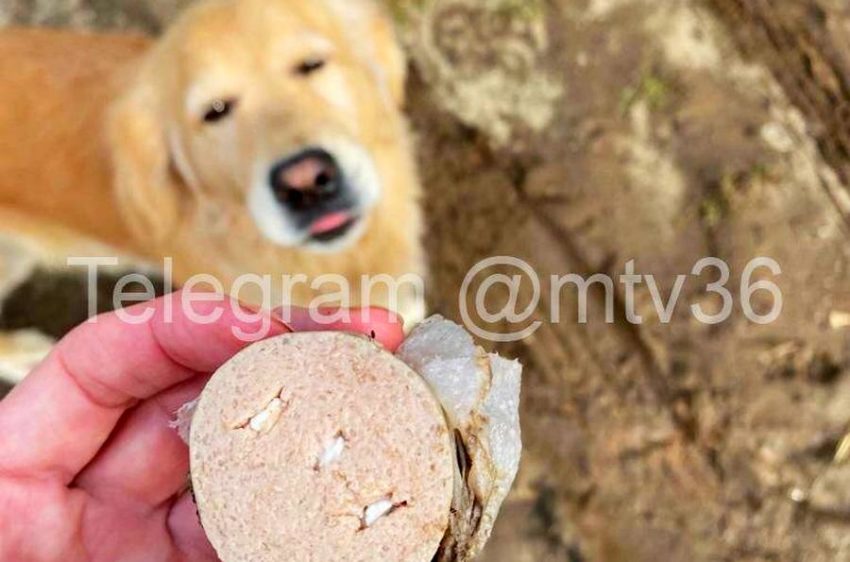 5 собак ядовитой колбасой накормила жительница Воронежа