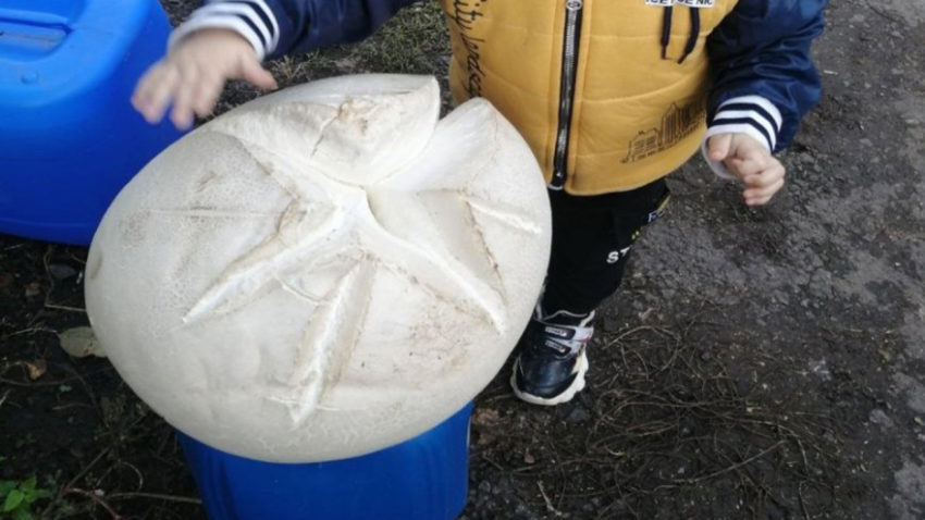 Гигантский 6-килограммовый гриб нашли в Воронежской области