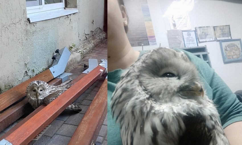 Уральскую сову обнаружили в центре Воронежа