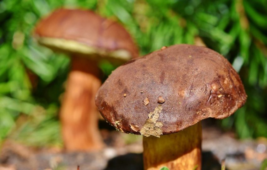 100 человек в Воронежской области отравились грибами, из них 9 детей