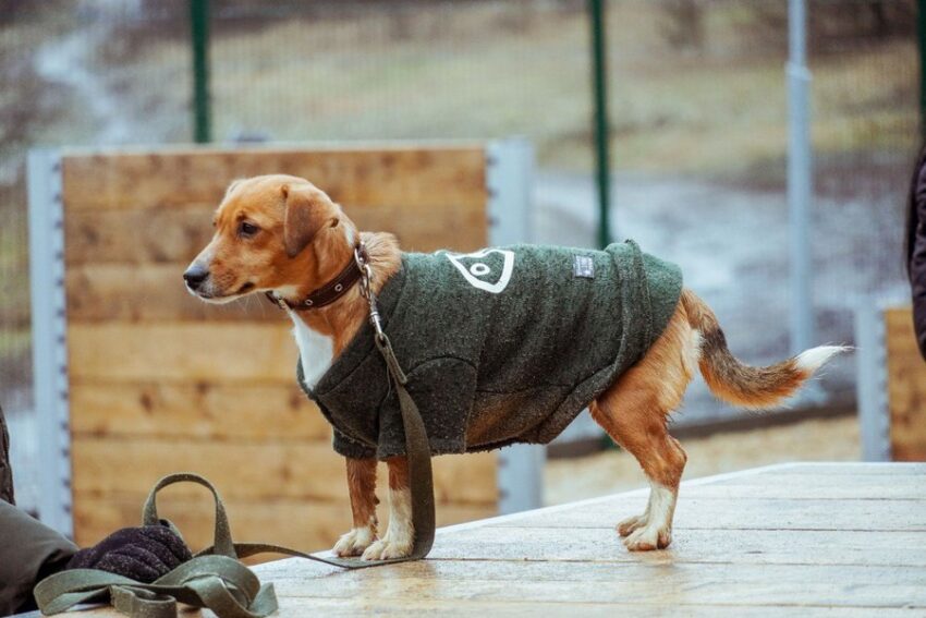 В Центральном парке Воронежа начала работу площадка для выгула и дрессировки собак