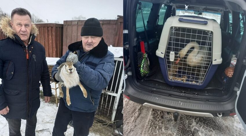 Дикие животные, конфискованные из непрошедшего лицензирование мини-зоопарка, переехали в Воронеж