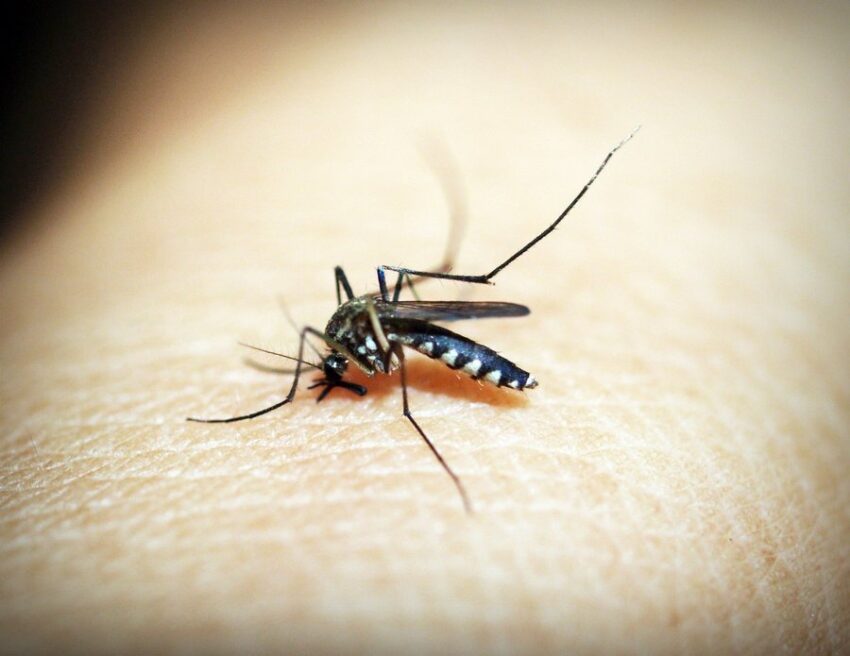 Тропическую малярию воронежец привез домой из Африки