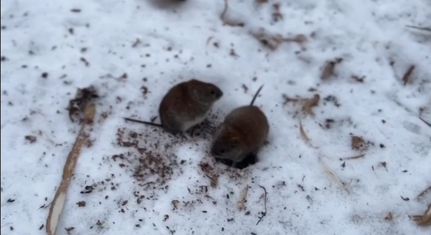 В воронежском Олимпике сняли на видео потасовку двух толстых мышей