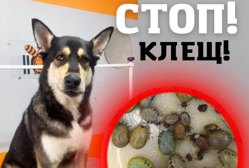 В Воронеже с домашнего пса ветеринары сняли 130 клещей