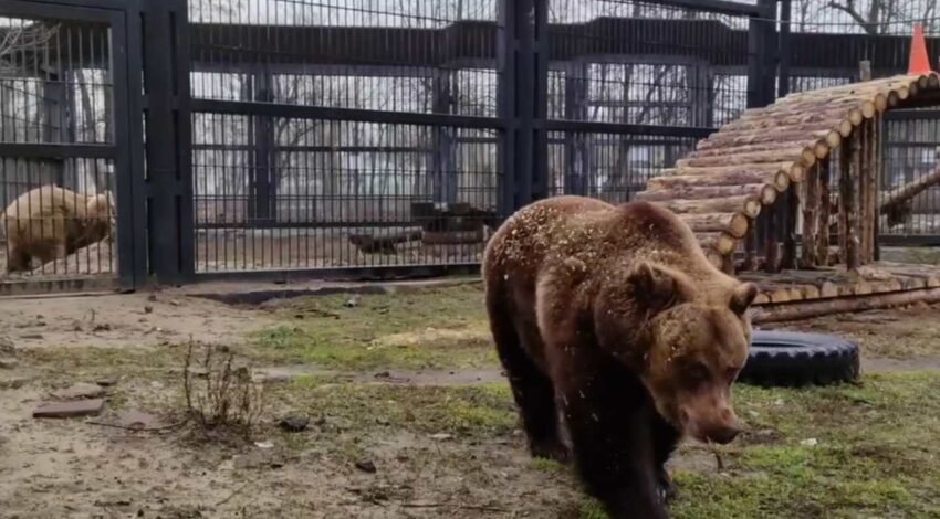 В Воронеже в зоопарке проснулись медведи