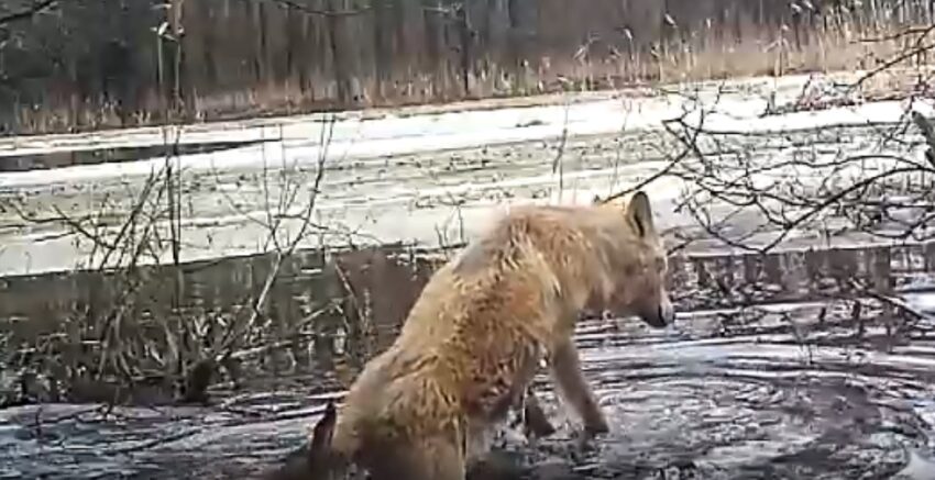 Утопающего в огромной луже волка сняли на видео в Воронежском заповеднике
