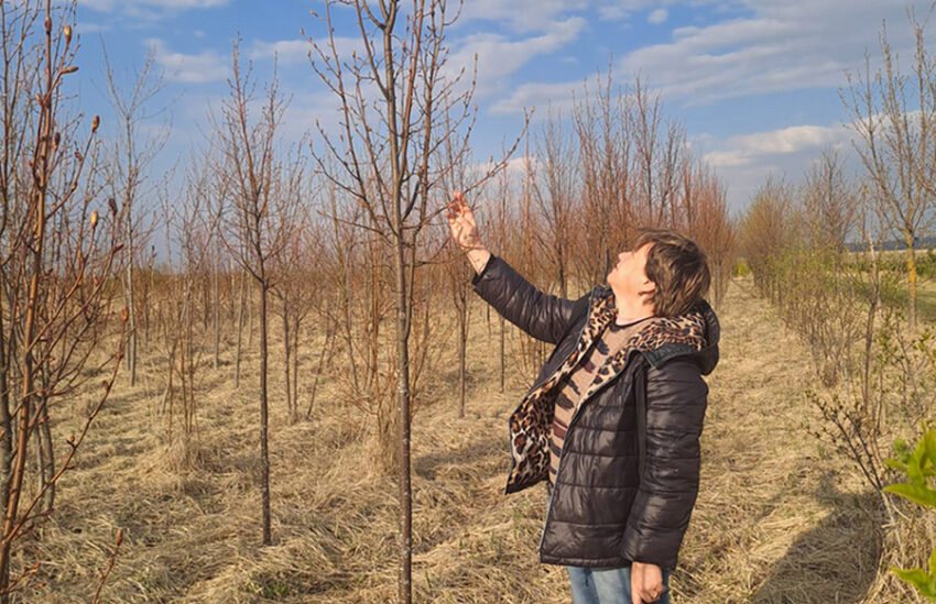 Поиск подрядчика на закупку саженцев для осеннего озеленения начали в Воронеже