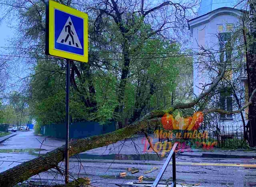 Упавшее возле Воронежского агроуниверситета дерево вызвало автомобильную пробку