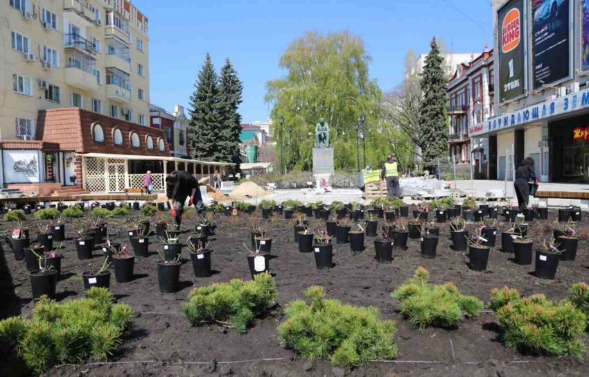 300 кустов роз посадят на проспекте Революции в Воронеже