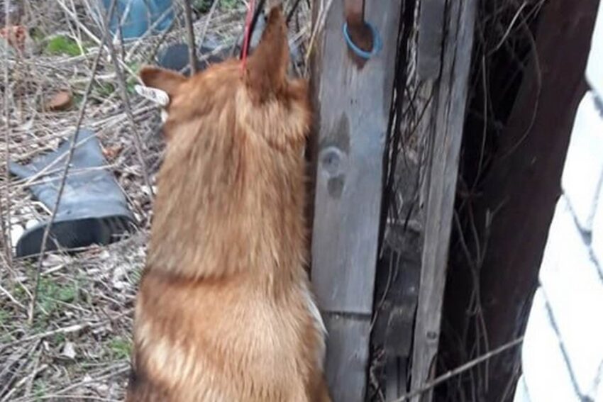 Петицию к Путину запустили воронежцы с просьбой разобраться в жестоком убийстве собаки