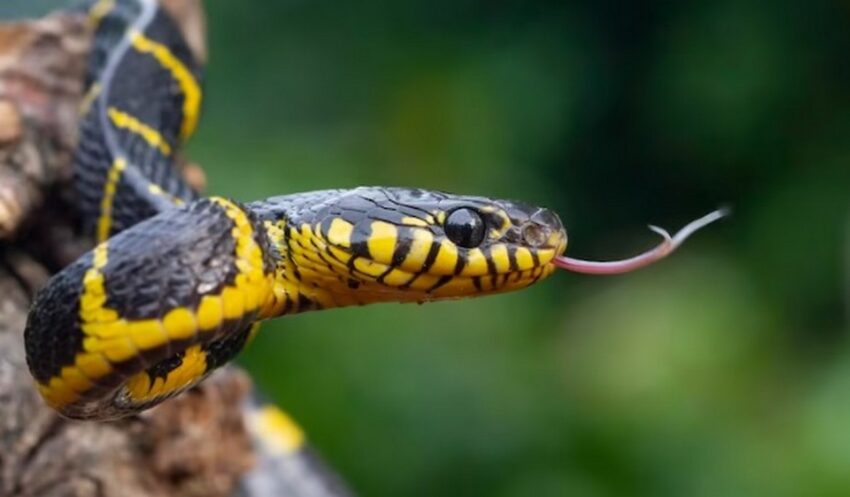 В Воронежский области просыпаются опасные змеи
