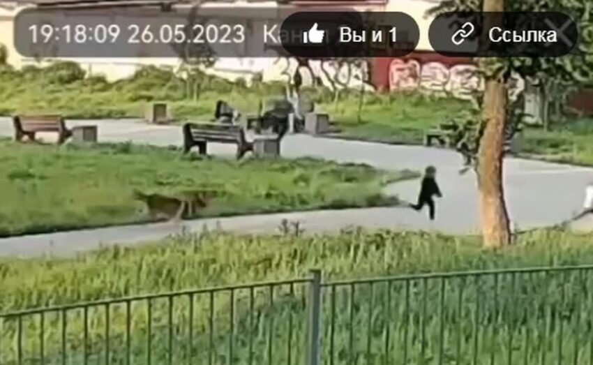 Нападение на двух детей стаи собак в Воронеже попало на видео