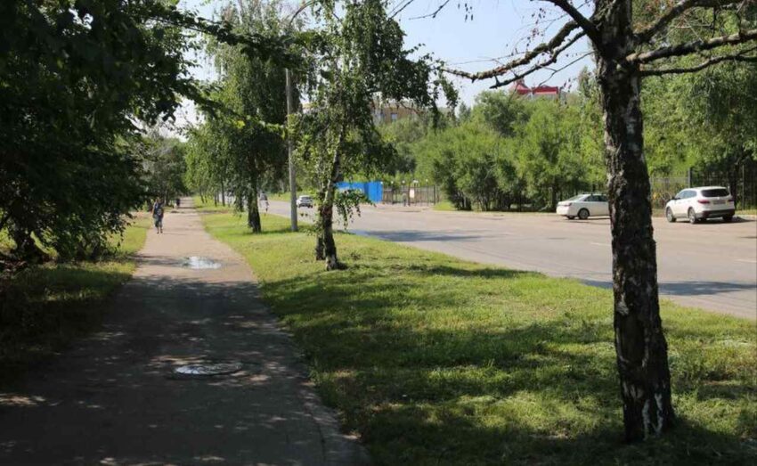 Более 700 деревьев вырубят в Воронеже при благоустройстве Петровской набережной