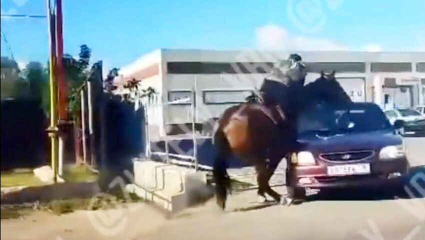 Всадник на лошади врезался в «Ладу» в воронежском райцентре