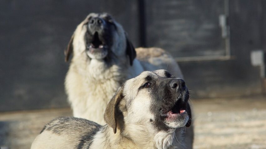 Стая агрессивных собак в парке «Орленок» заметили воронежцы