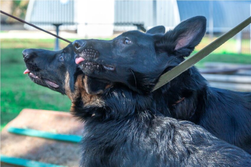 Три щенка немецкой овчарки из племенного питомника ИК-9 отправились нести службу в Адыгею