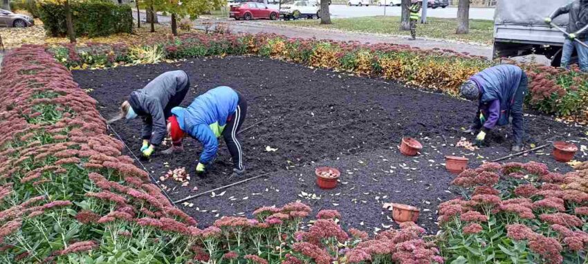 Осенью в Воронеже высадят 86 тысяч тюльпанов