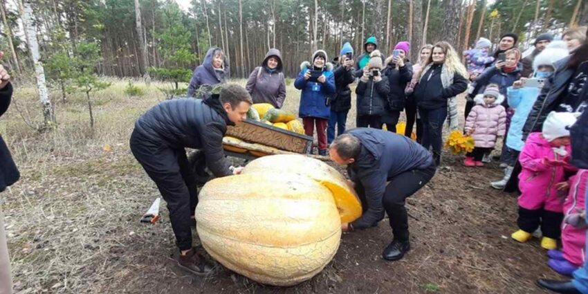Семена гигантской тыквы раздали в Воронеже