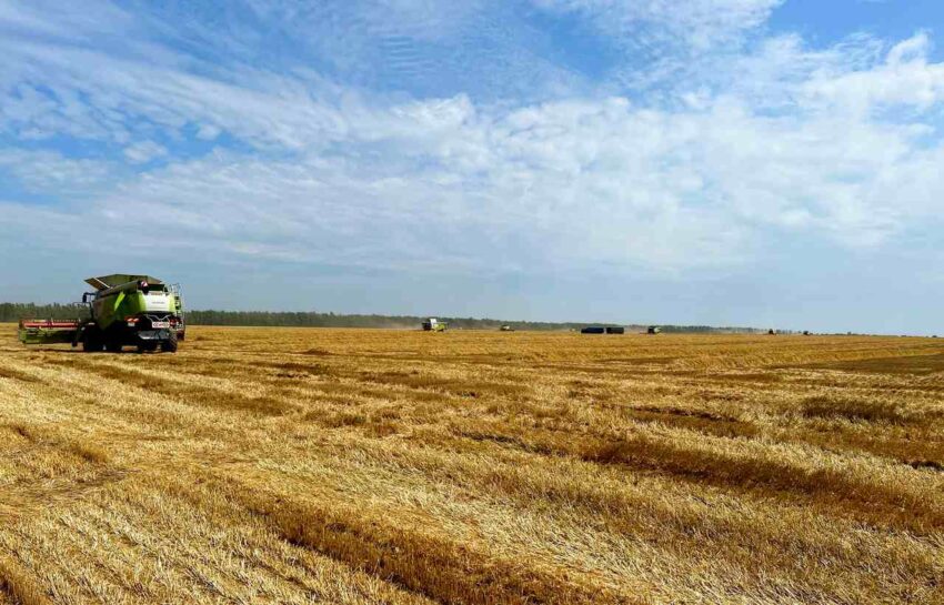 Более 700 тысяч тонн опасного зерна выявили в Воронежской области