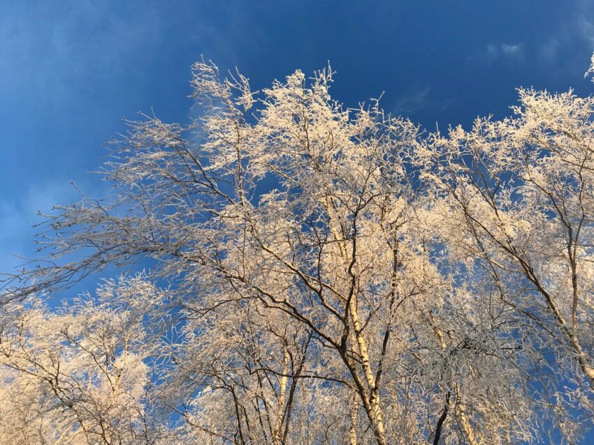 До 7 градусов мороза обещают синоптики 21 ноября в Воронежской области