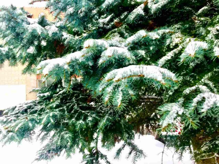 Небольшой снег и ноль градусов ожидается в новогоднюю ночь в Воронеже