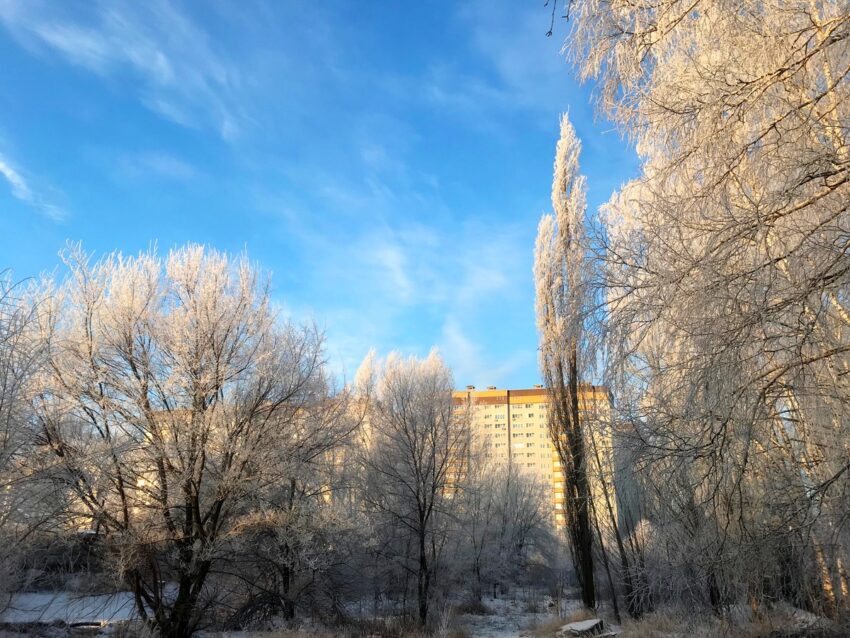 Без осадков и до -8 градусов обещают синоптики днем 22 января в Воронежской области