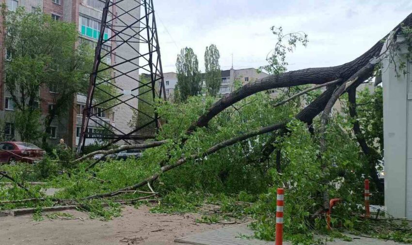 В Воронеже за сутки почти из-за сильного ветра рухнули 20 деревьев