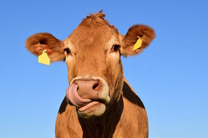 За год сократилось количество крупного рогатого скота в Воронежской области