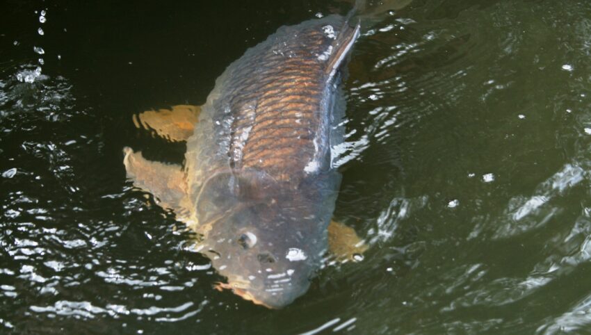 Огромную рыбину весом в 19 кило поймал воронежец в Липецкой области