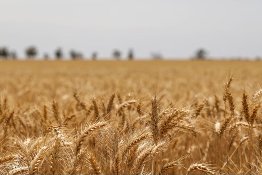 Из-за заморозков воронежцы лишились урожая свеклы и пшеницы