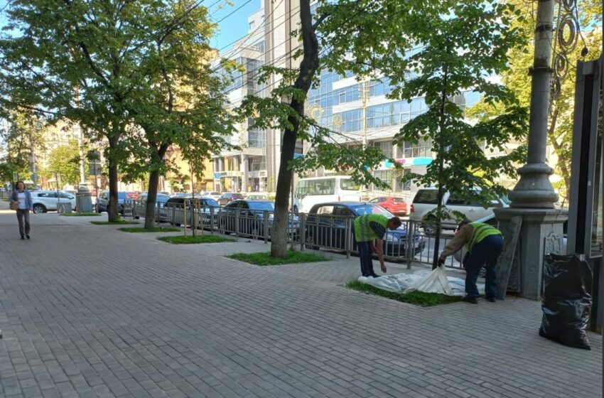 С приходом жары в Ленинском районе Воронежа стали активнее заботиться о зеленых насаждениях