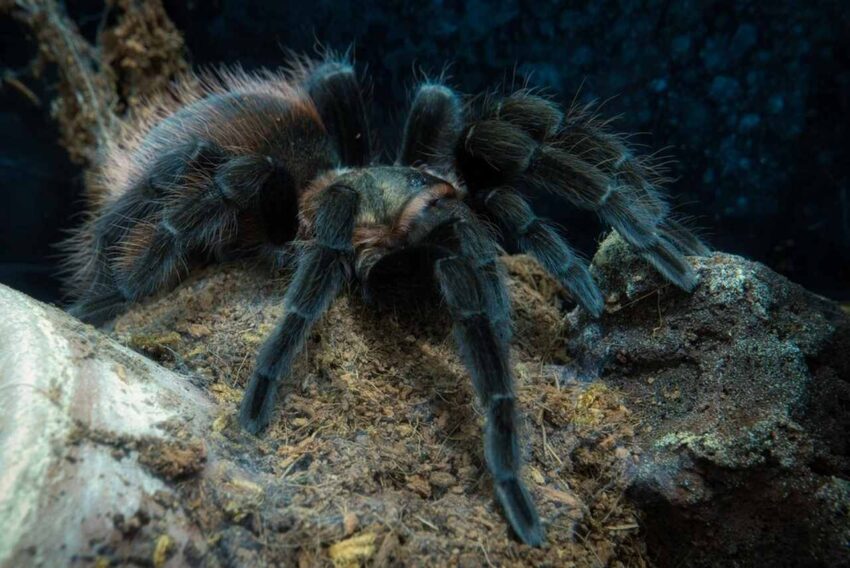 Энтомолог рассказал, опасен ли бегающий по Воронежу тарантул