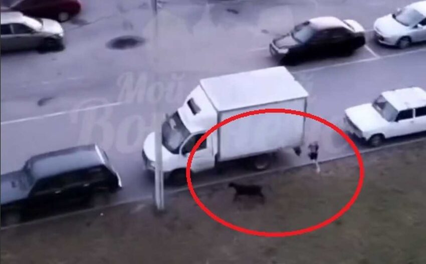Девушка гонялась за козой на парковке в Воронеже