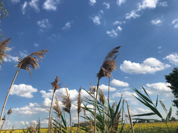 До 26 градусов и без осадков обещают синоптики днем 15 августа в Воронежской области