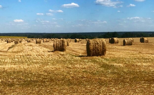 До 27 градусов и без осадков ожидается днем 16 августа в Воронежской области