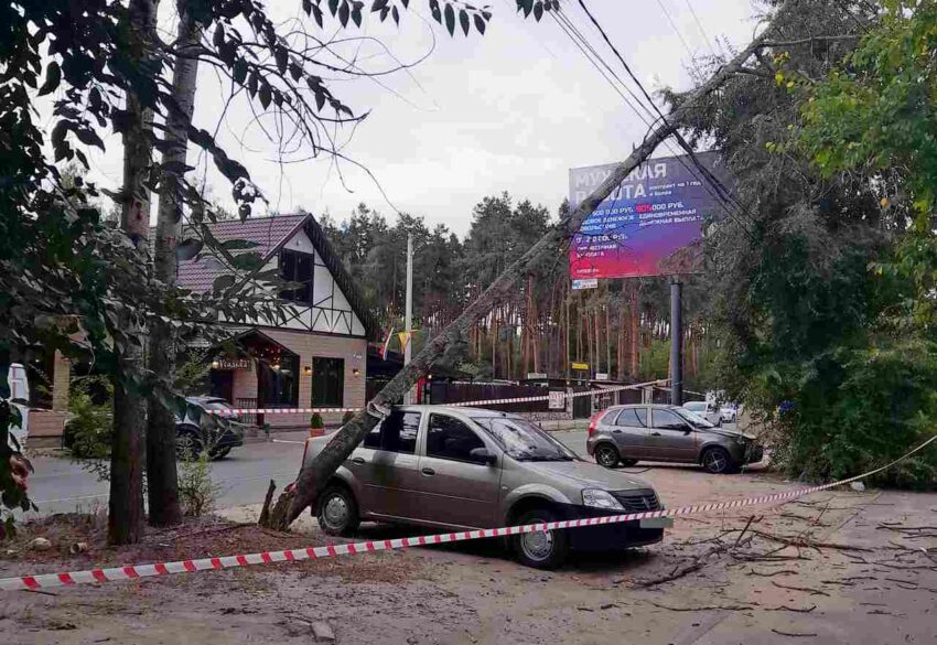 В Железнодорожном районе Воронежа сухая сосна рухнула на "Рено"