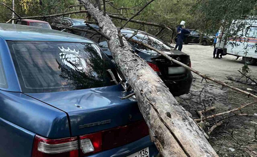 Сразу на две машины упало в Воронеже сухое дерево