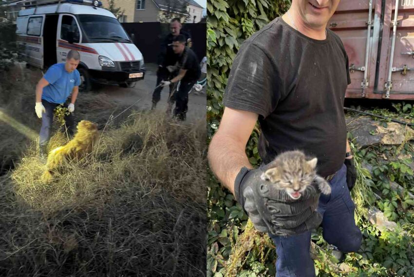 Запутавшегося в проволоке котенка вызволили из плена воронежские спасатели